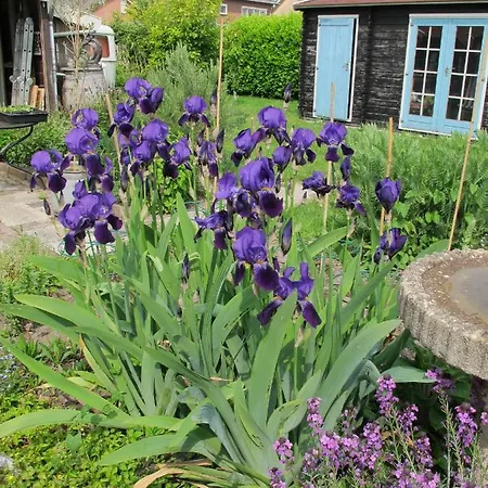 Bed & Breakfast De Slaapmus