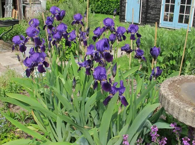 ベッド・アンド・ブレックファスト De Slaapmus